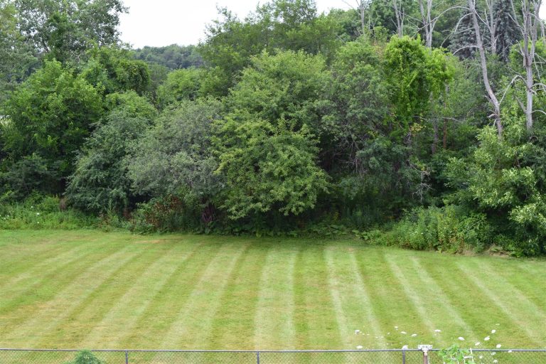 Neatly striped mowed backyard lawn bordered by a dense tree line - RN Land Management